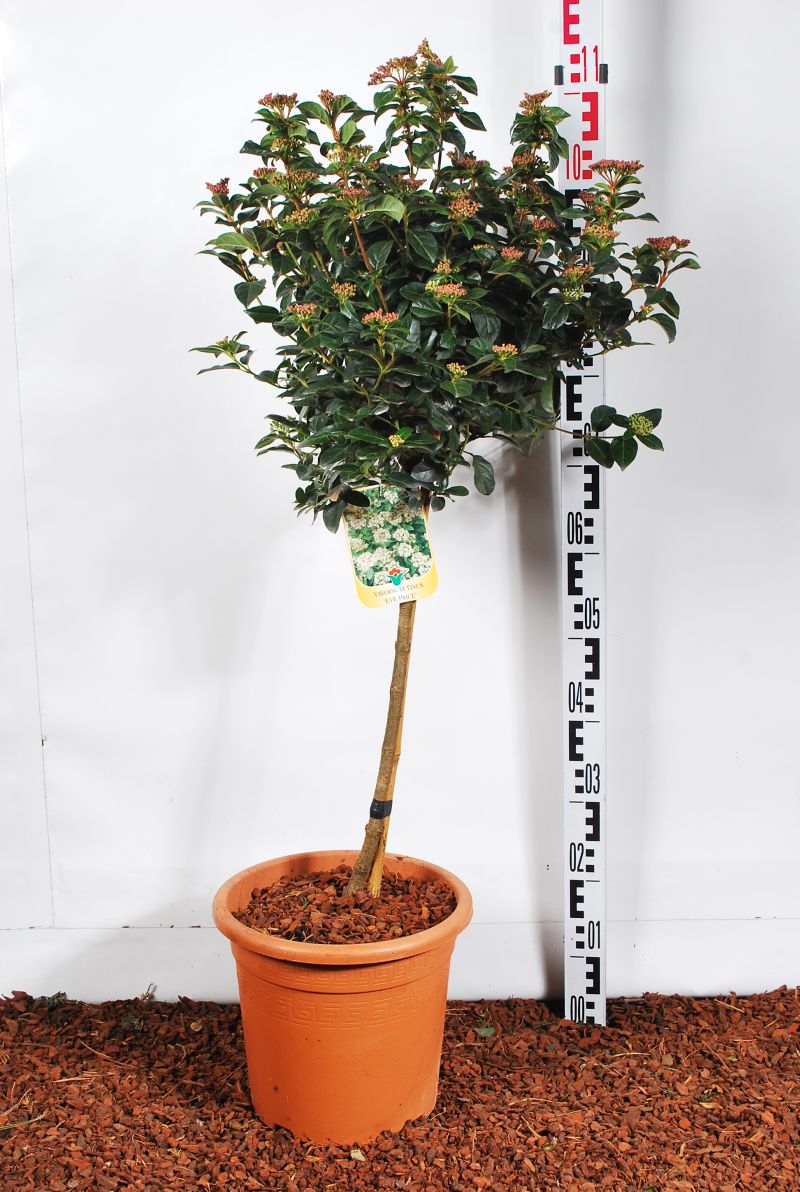 Viburnum tinus &