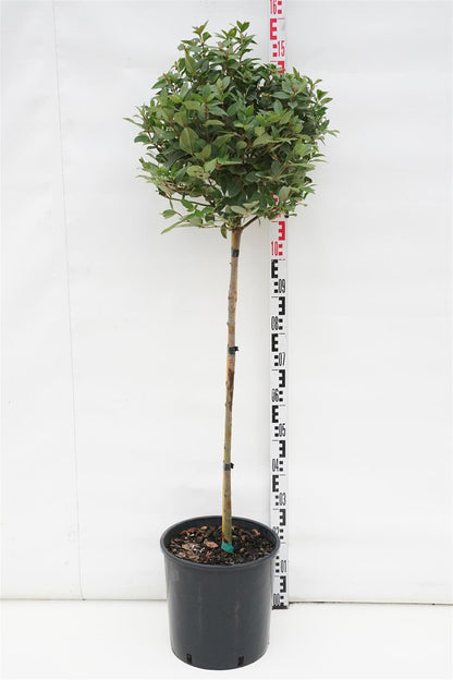 Viburnum tinus &