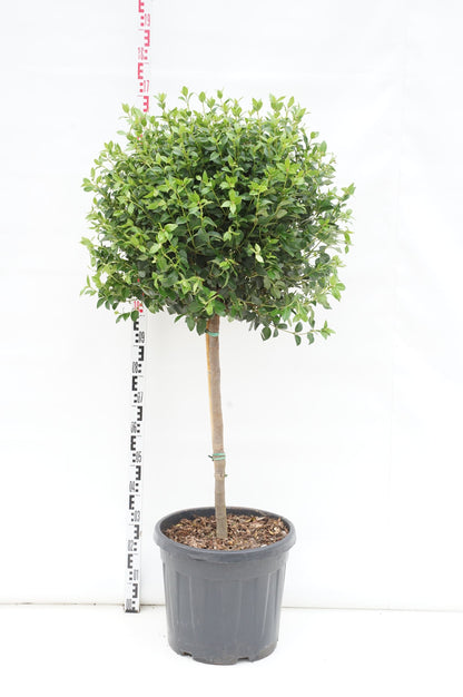 Viburnum tinus &