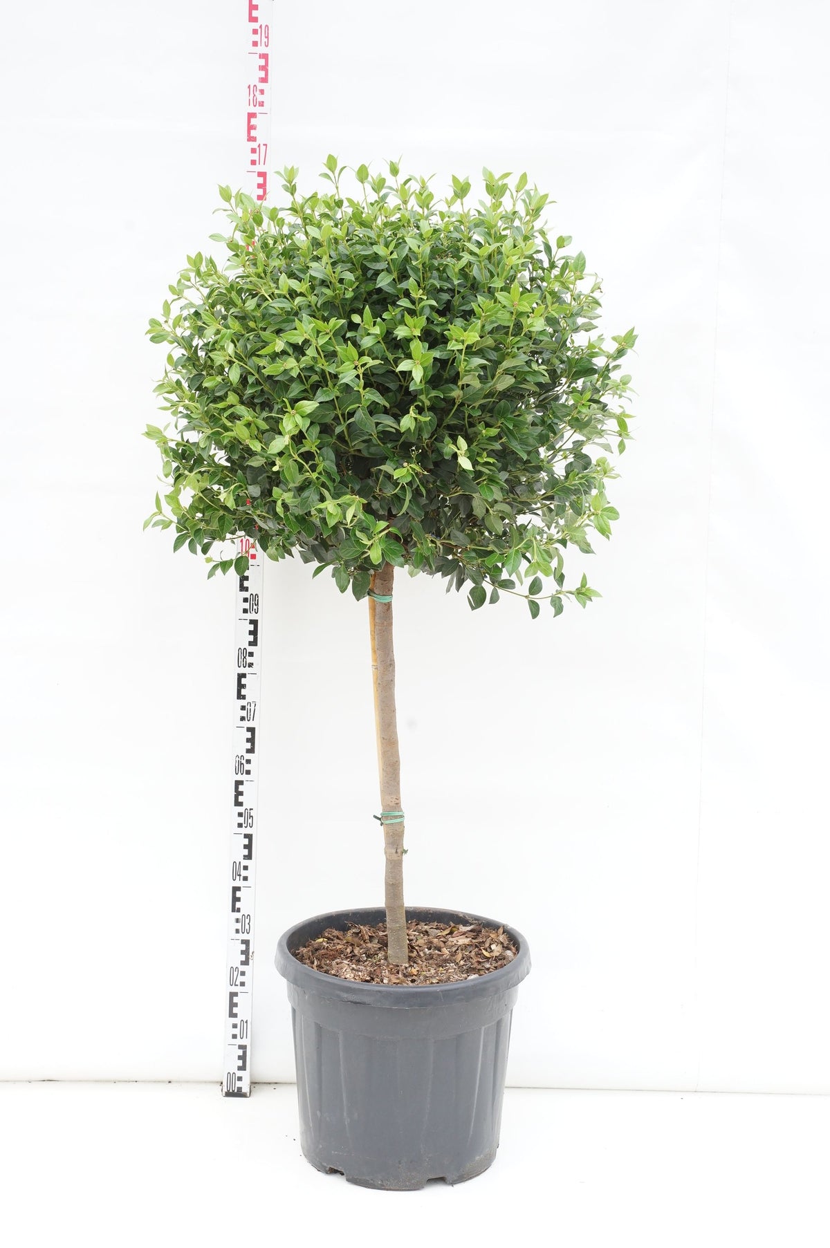 Viburnum tinus &