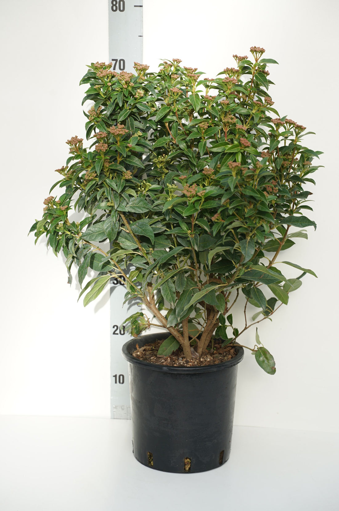 Viburnum tinus &