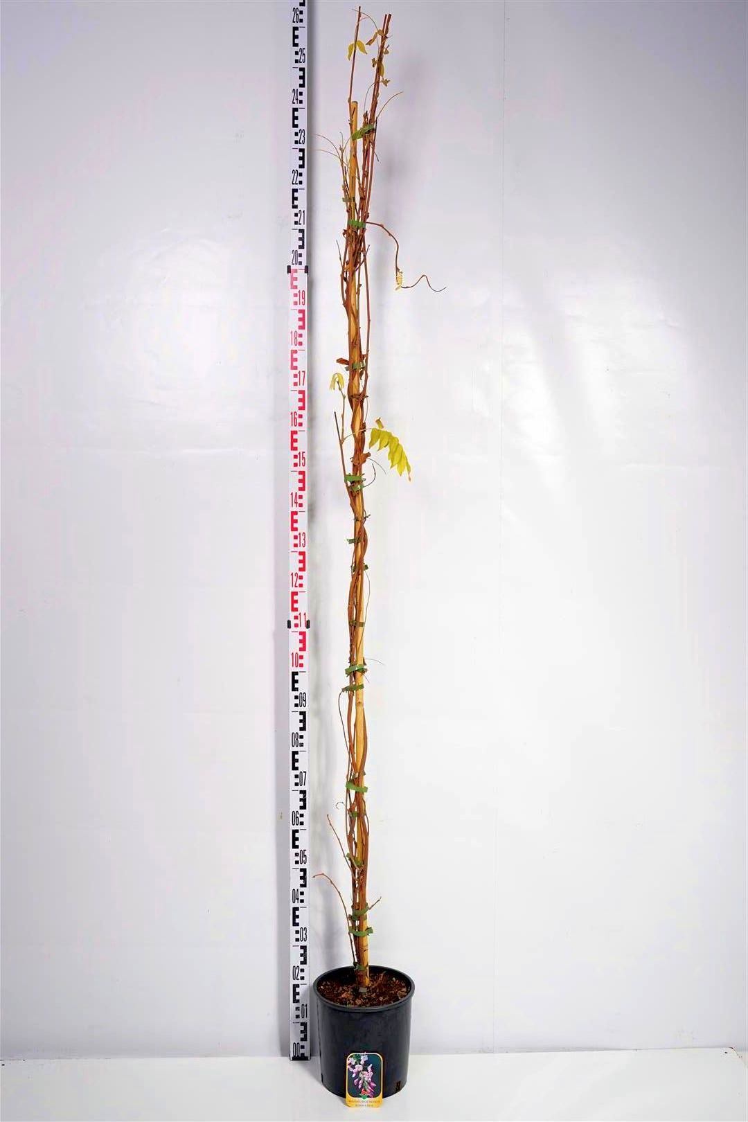 Wisteria brach. &