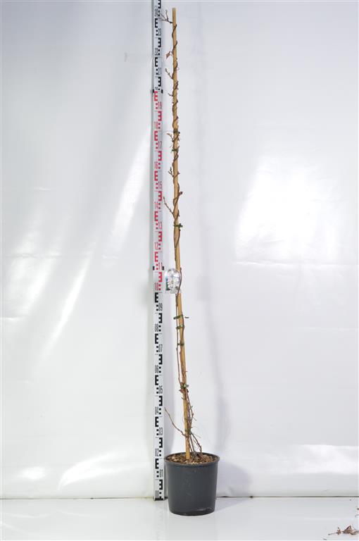 Wisteria brach. &