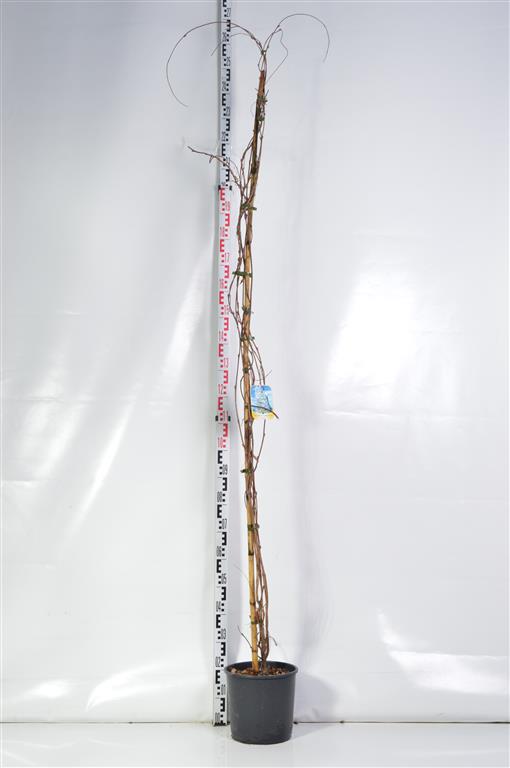 Wisteria form. &