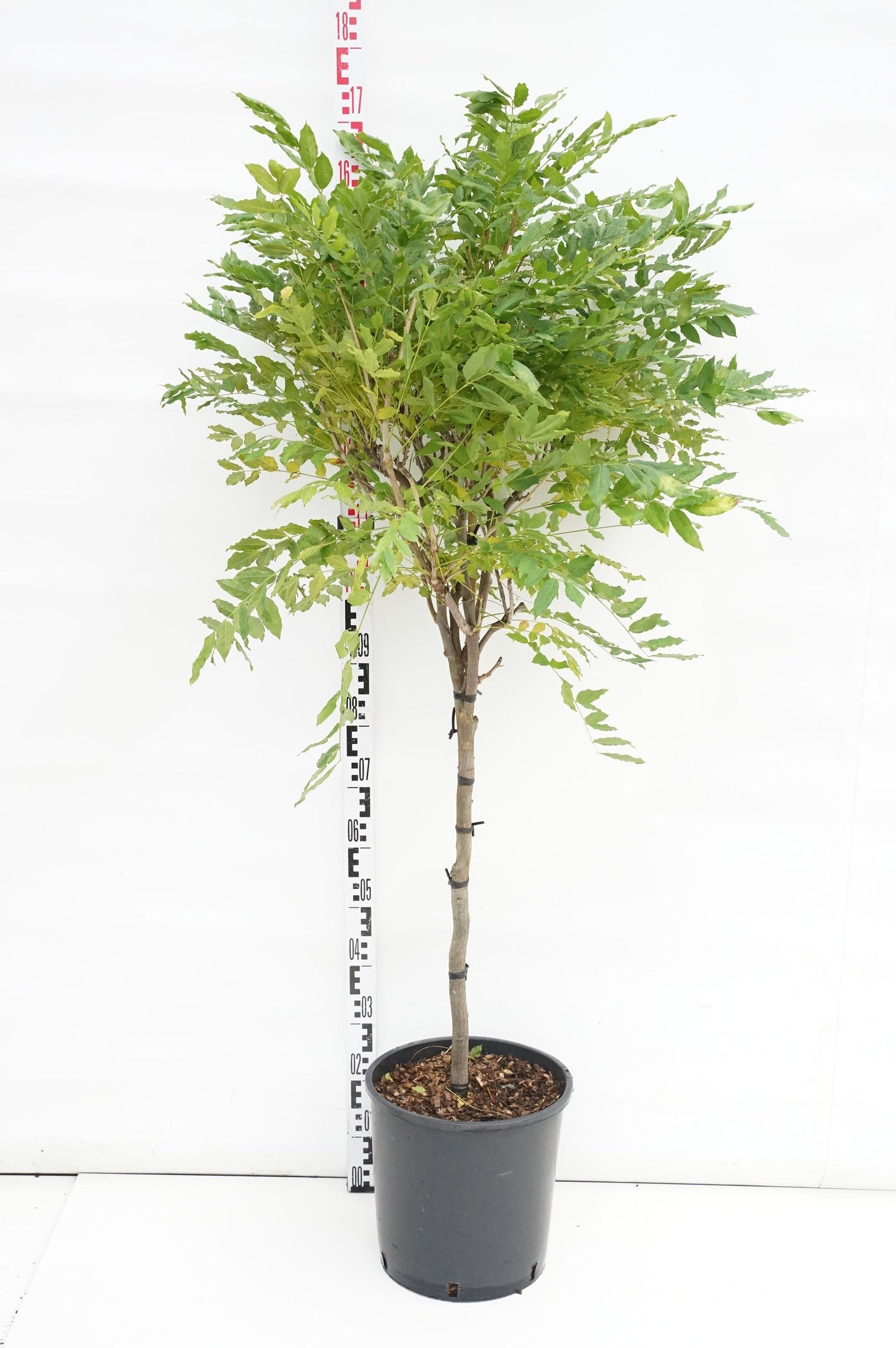 Blåregn flor. macrobotrys - 80 CM STEM C18