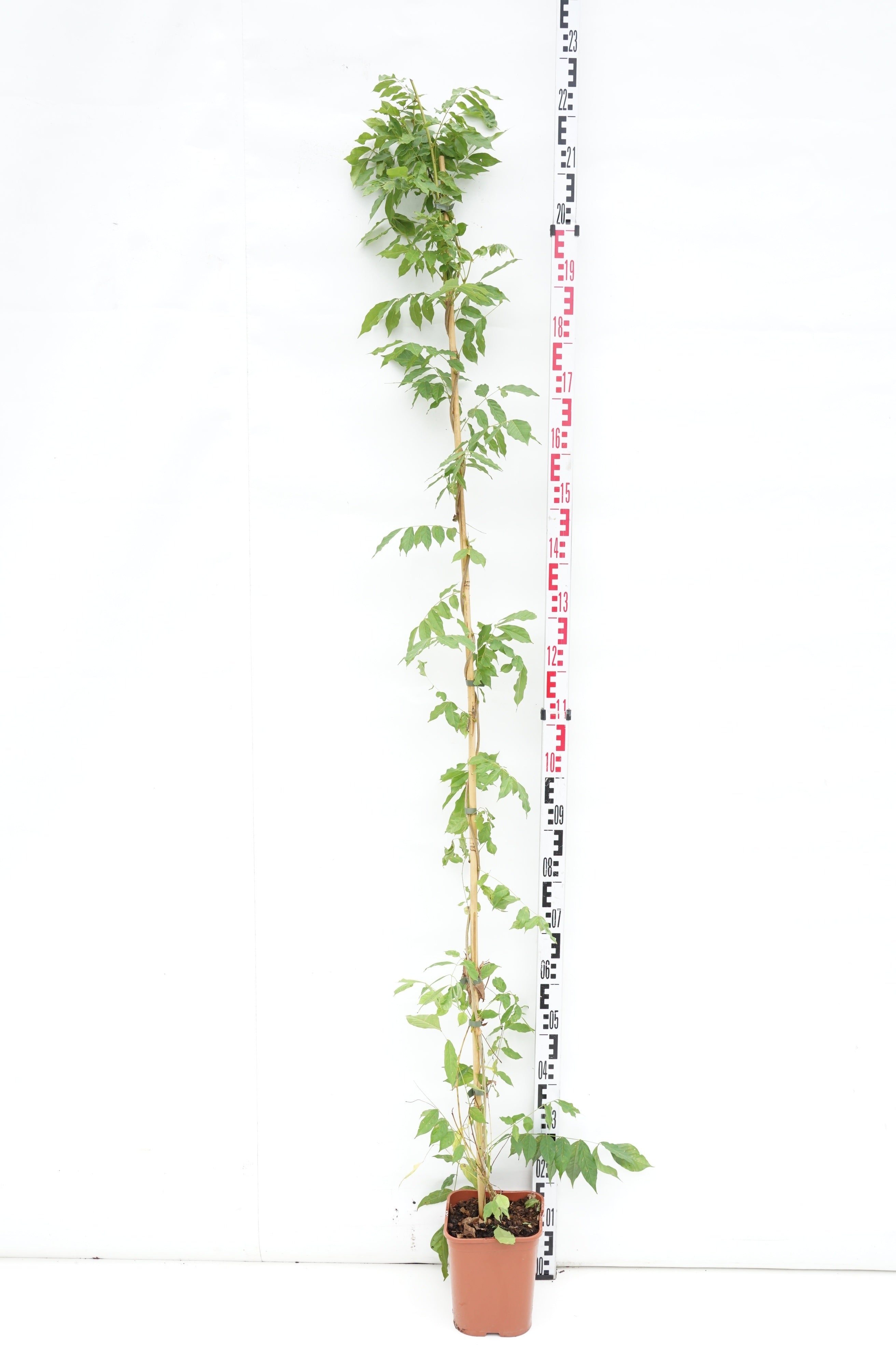 Blåregn sinensis &