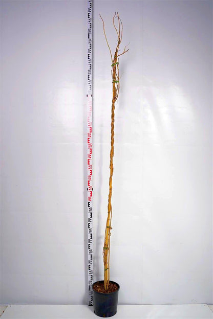 Wisteria sinensis &