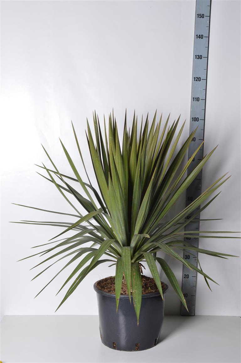 Yucca gloriosa C15 (15 liters kruka)