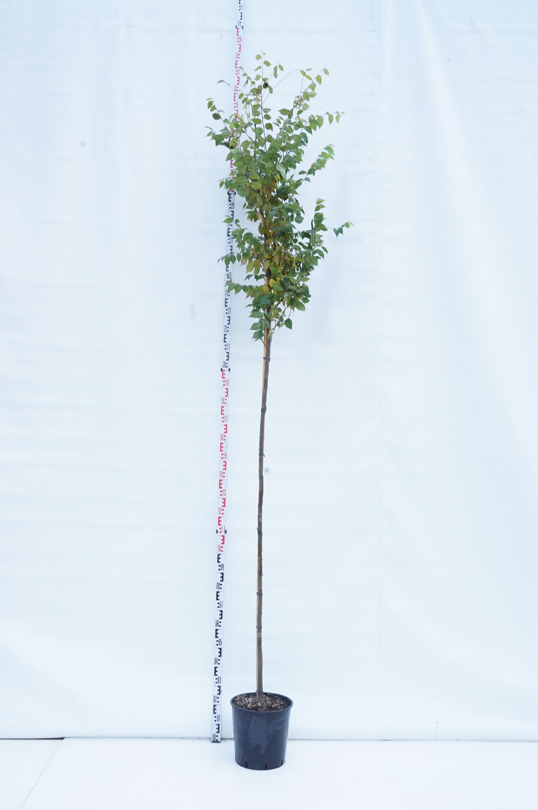 Zelkova serrata - 8-10CM STANDARD C18