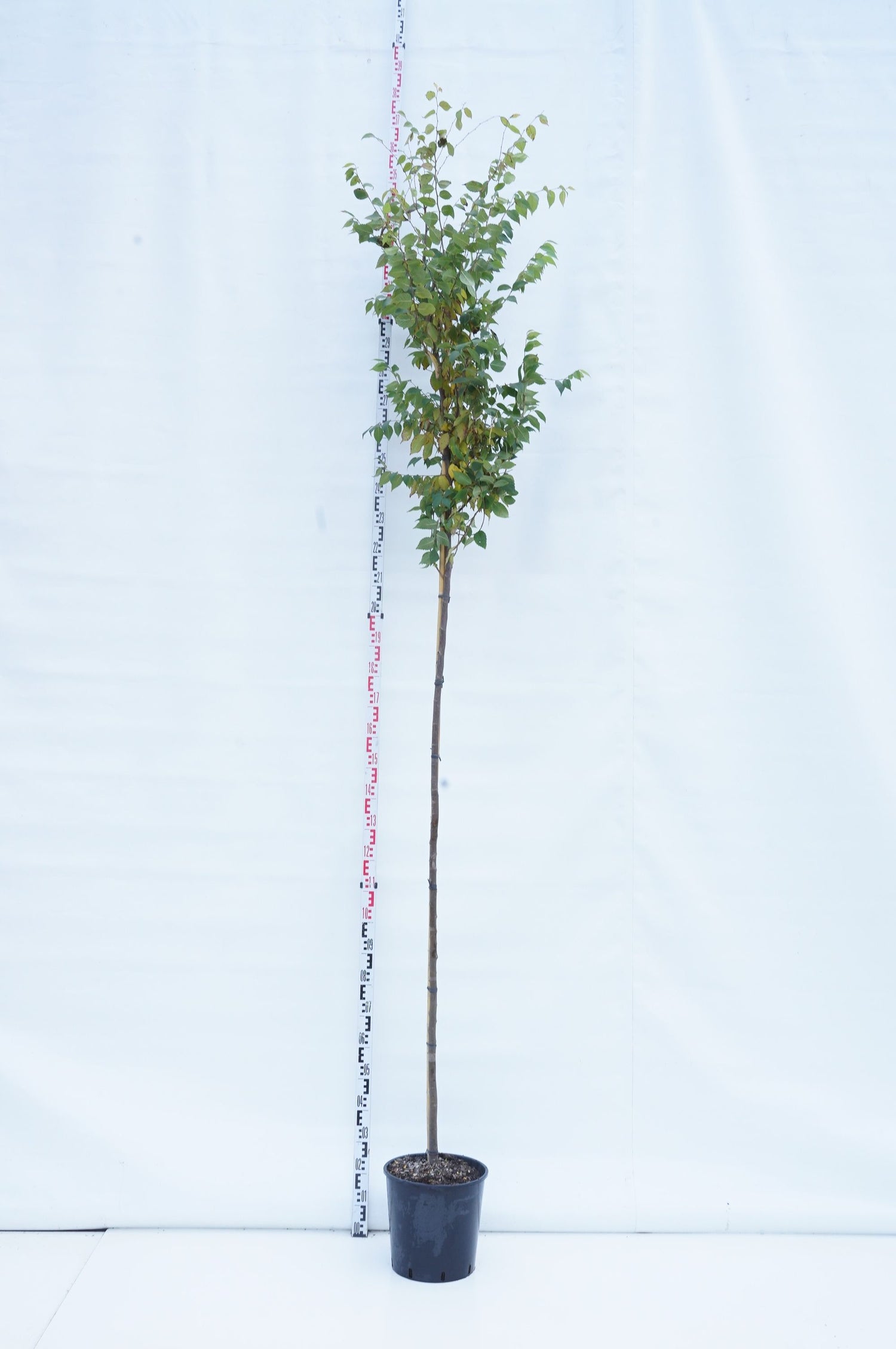 Zelkova serrata C35 (35 liters kruka) 175-200 cm