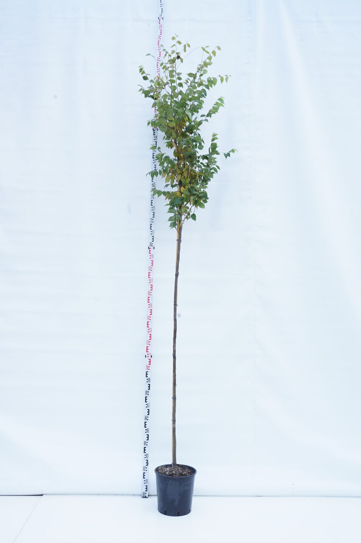 Zelkova serrata 125-150 cm rotklump