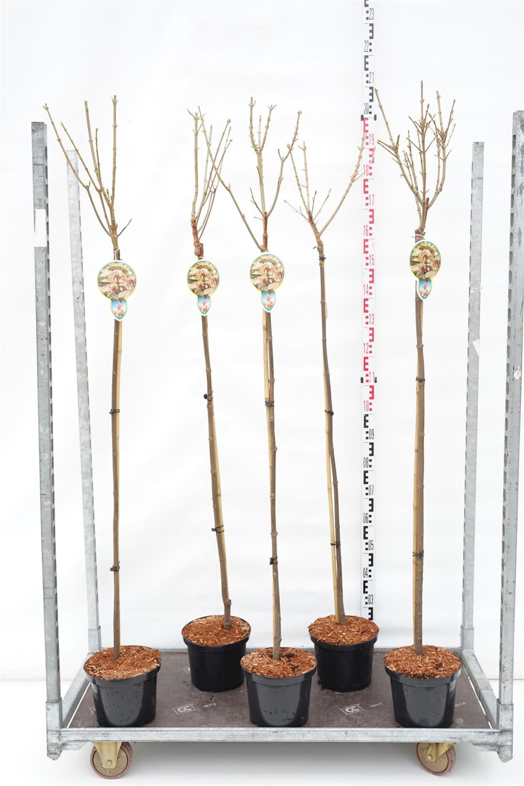 Acer pseudoplatanus &