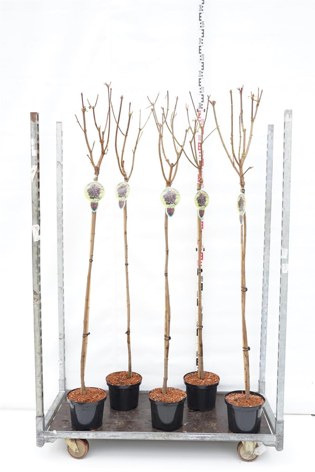 Acer platanoides &