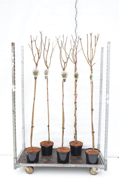 Acer platanoides &