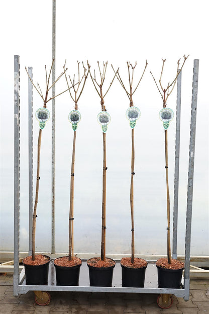 Acer platanoides &