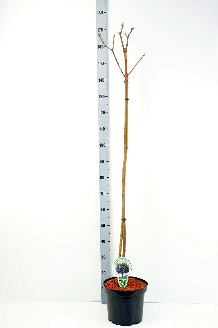 Acer platanoides &