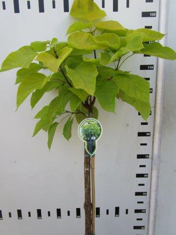 Catalpa bign. &