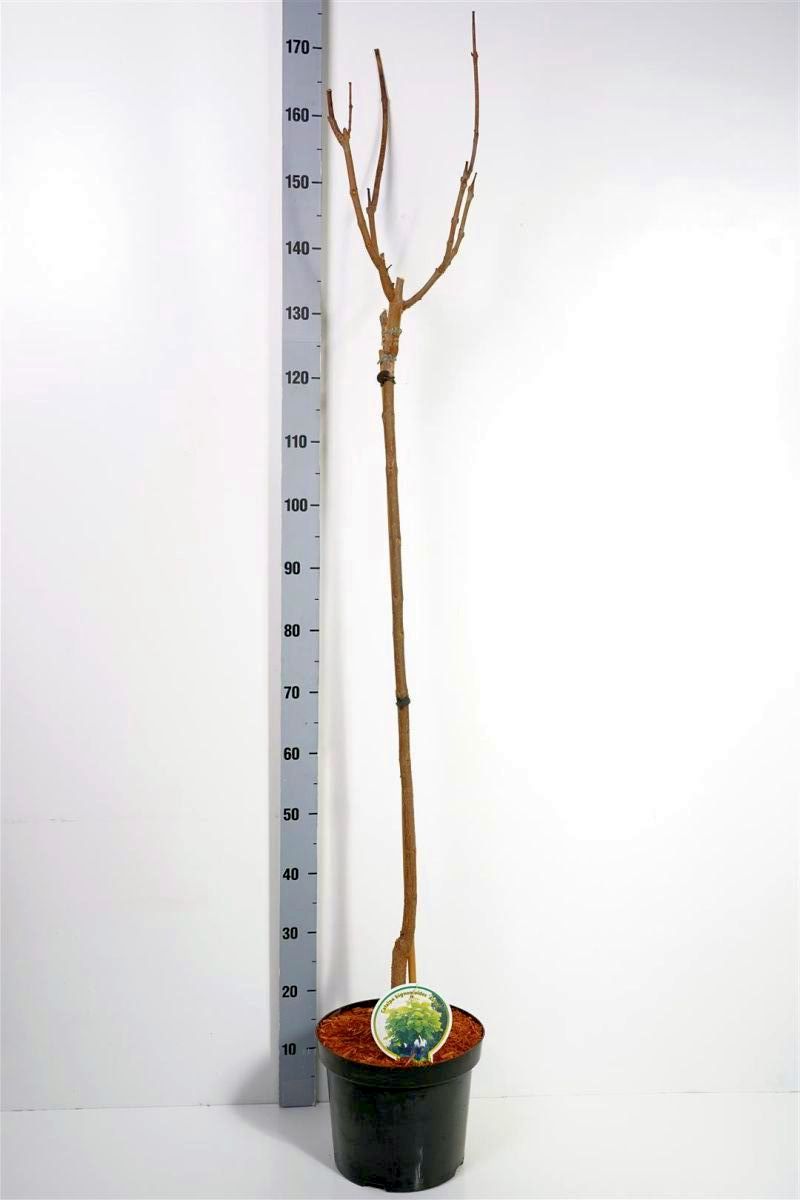 Catalpa bign. &