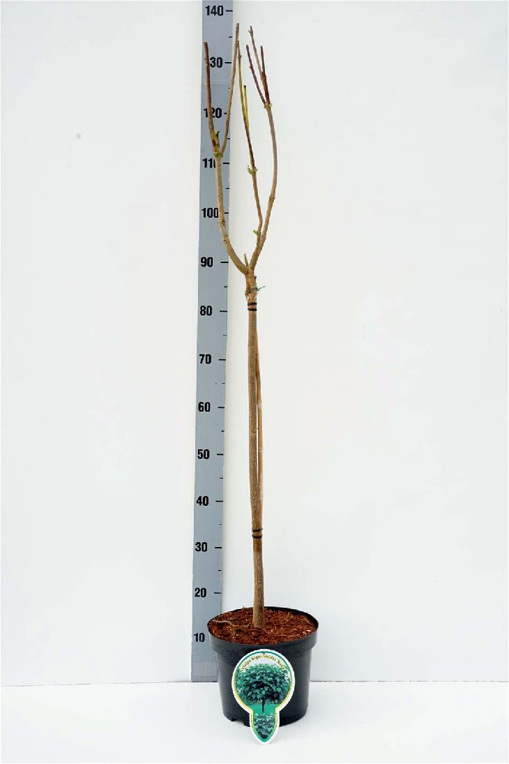 Catalpa bungei 60 cm stam C4 (4 liters kruka)