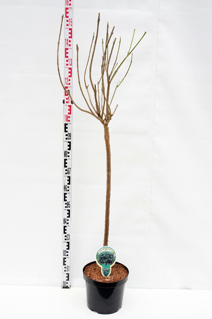 Catalpa bungei 80 cm stam C5 (5 liters kruka) / 23 cm kruka 2-årig