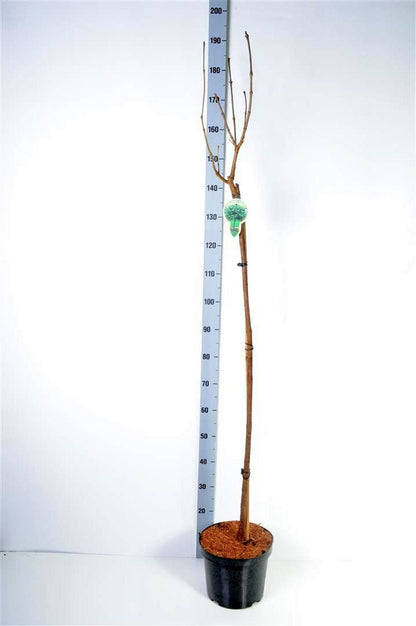 Catalpa bungei 120 cm stam C7,5 (7,5 liters kruka)