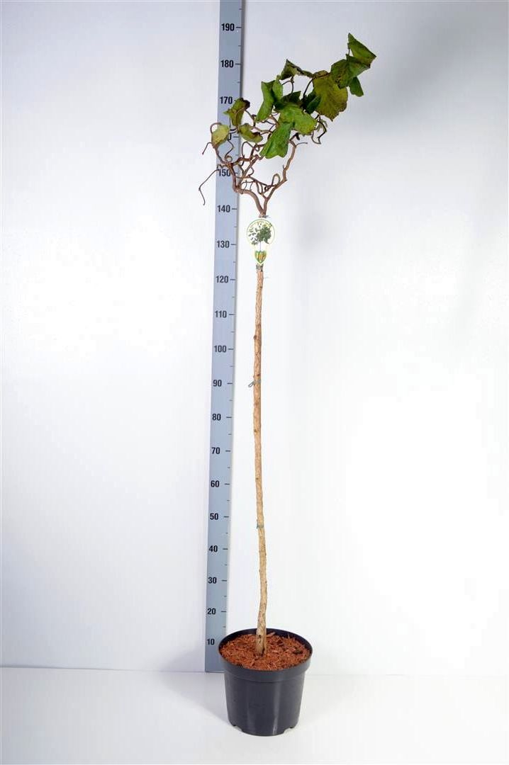 TW-2774634