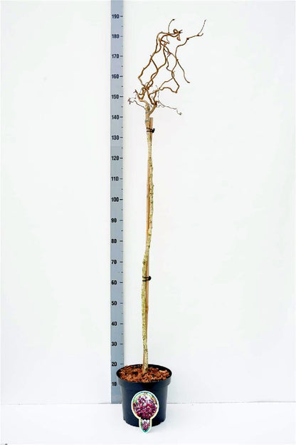 Corylus a. &