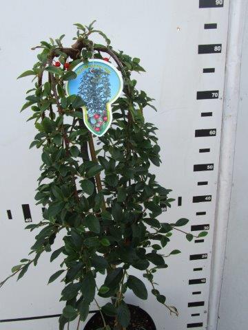 Cotoneaster dam. &