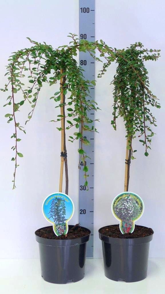 Oxbär in cultivars - 60 CM STEM C4/P21 2 YR