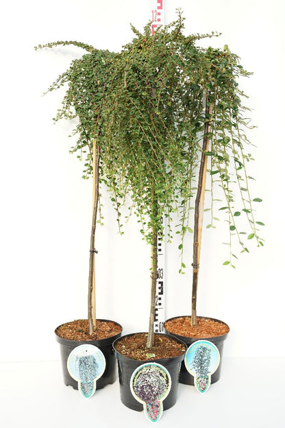 Cotoneaster i sorter 80 cm stam C5 (5 liters kruka) / 23 cm kruka
