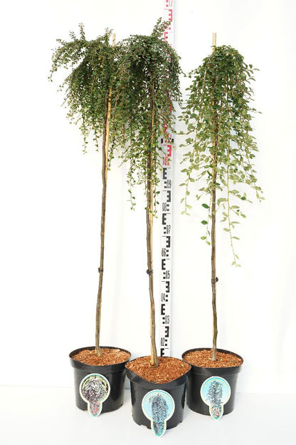 Cotoneaster i sorter på 120 cm stam, C7,5 (7,5 liters kruka)