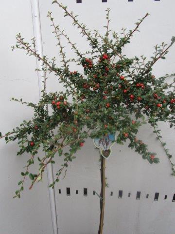 Cotoneaster suec. 'Coral Beauty'