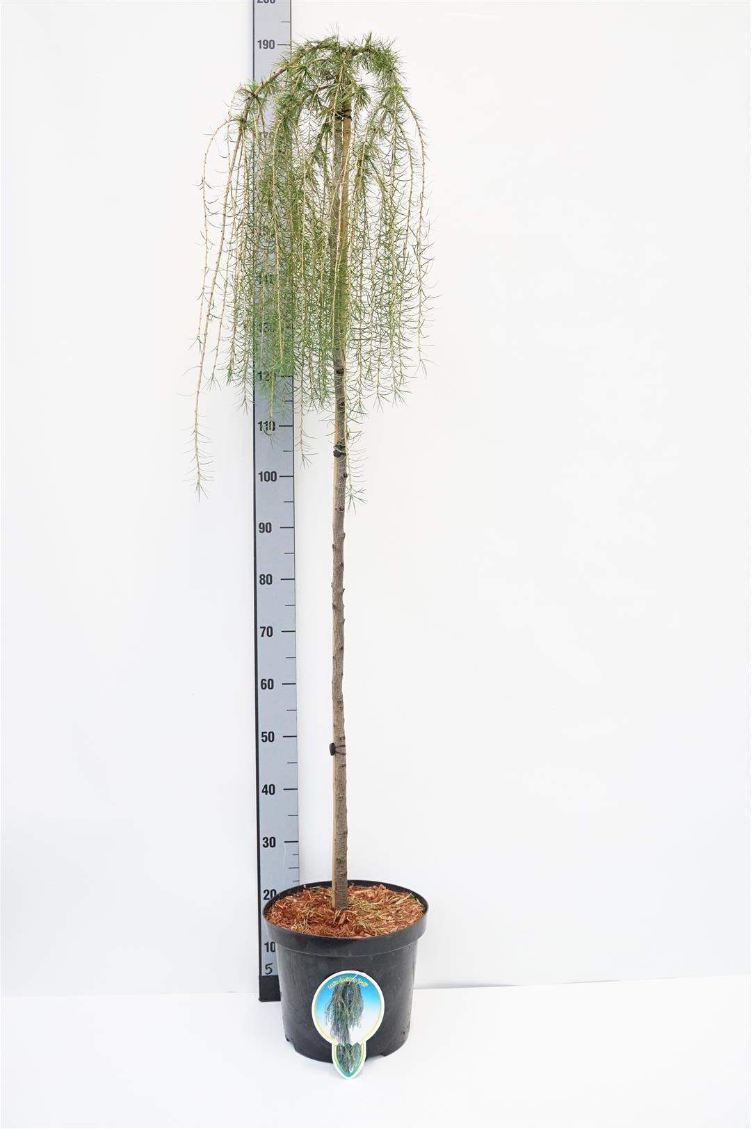 Larix dec. &