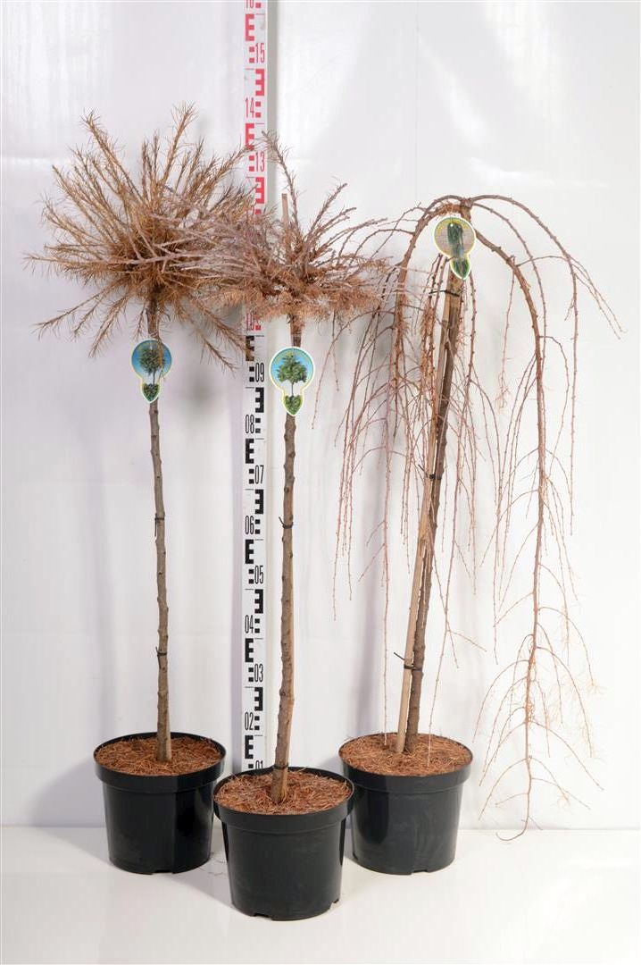Lärk in cultivars - 90 CM STEM C7,5/P26 2JR