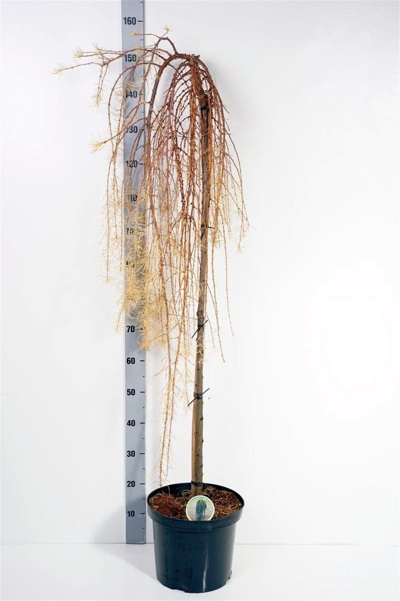 TW-1405526