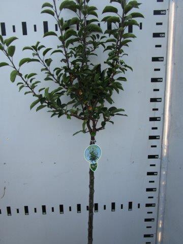 Malus &