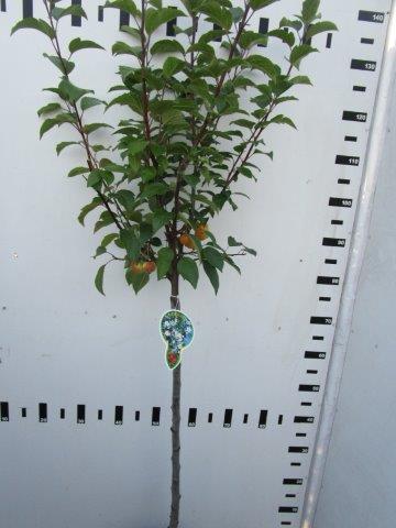 Malus &