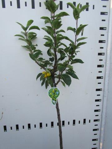 Malus &