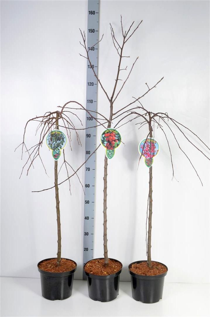 Äpple in cultivars - 80 CM STEM C5/P23 2YR