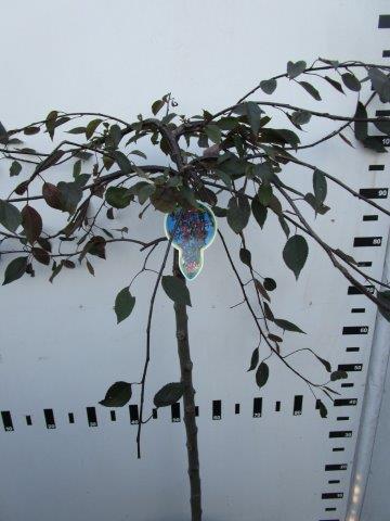 Malus &