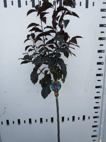 TW-2774427