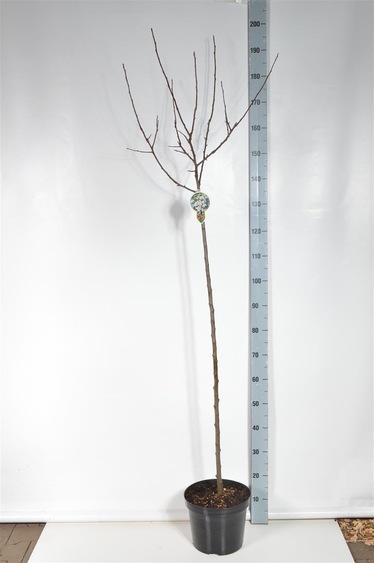TW-2774250