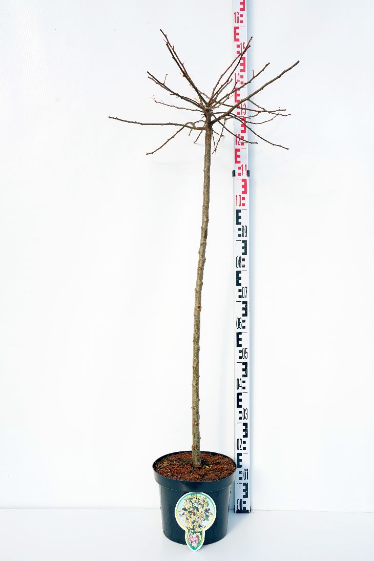 Malus toringo &