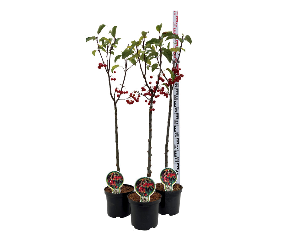 Malus &