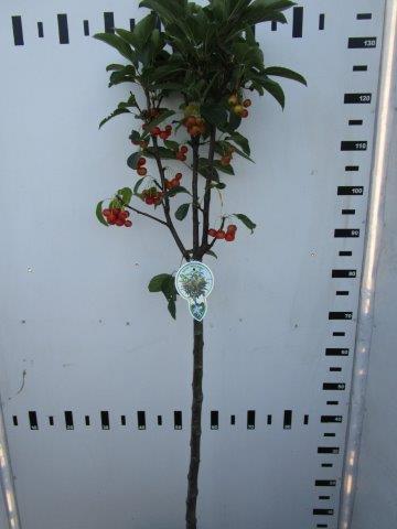 TW-2774462