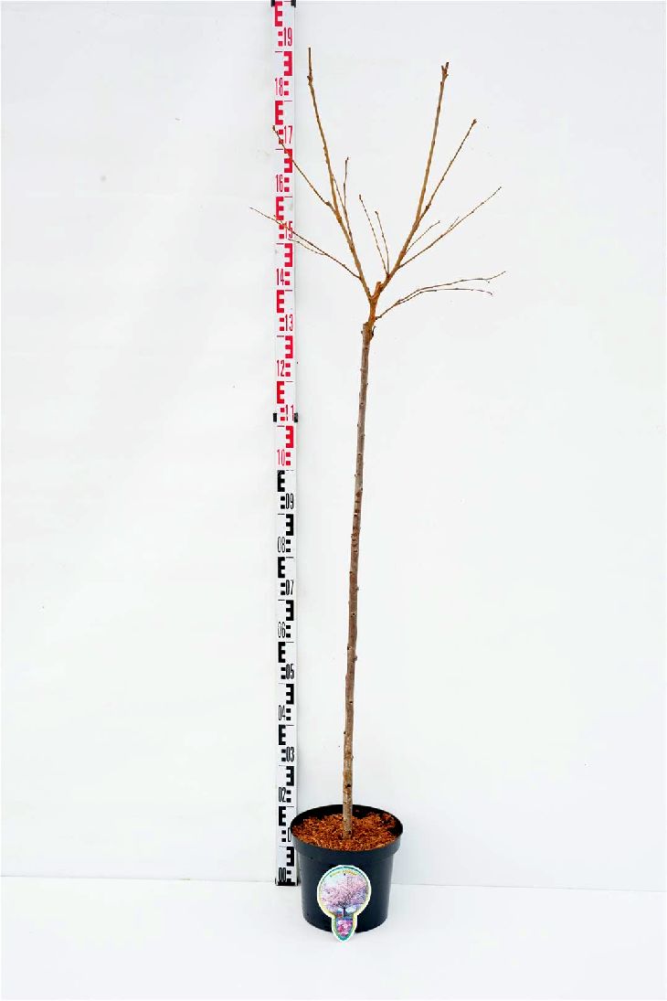 Prunus serr. &