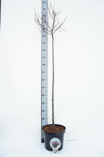 Prunus cistena 120 cm stam C10 (10 liters kruka) 2-årig