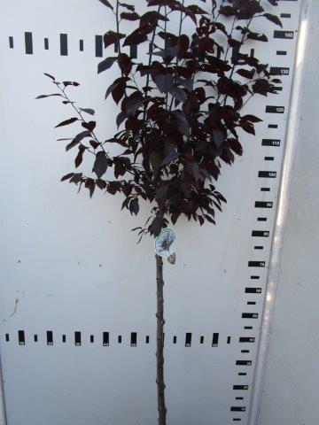 Prunus cer. &