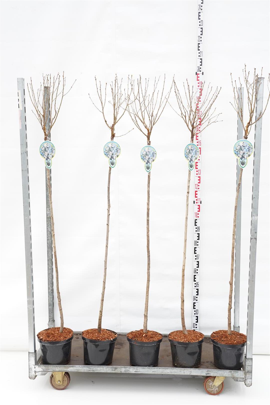 TW-2774643