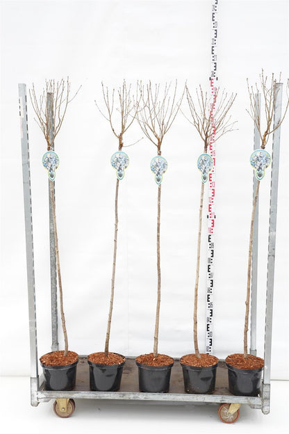 Prunus eminens &